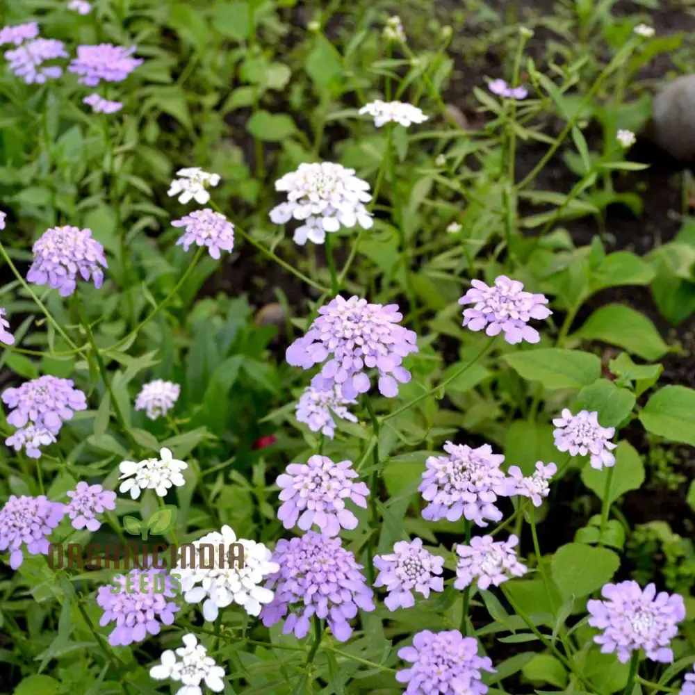 Candytuft Fairy Mixed Flower Seeds - Ideal for Vibrant Flower Beds for Gardening & Planting - Image 3