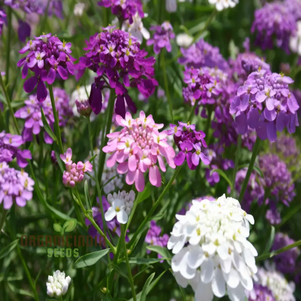 Candytuft Fairy Mixed Flower Seeds - Ideal for Vibrant Flower Beds for Gardening & Planting - Image 4