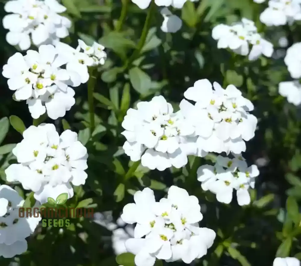 Candytuft - Iberis Amara White Flower Seeds For Planting, Perfect for Garden Borders and Floral Displays - Image 3