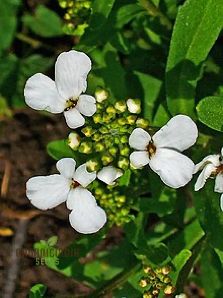 Candytuft - Iberis Amara White Flower Seeds For Planting, Perfect for Garden Borders and Floral Displays - Image 4