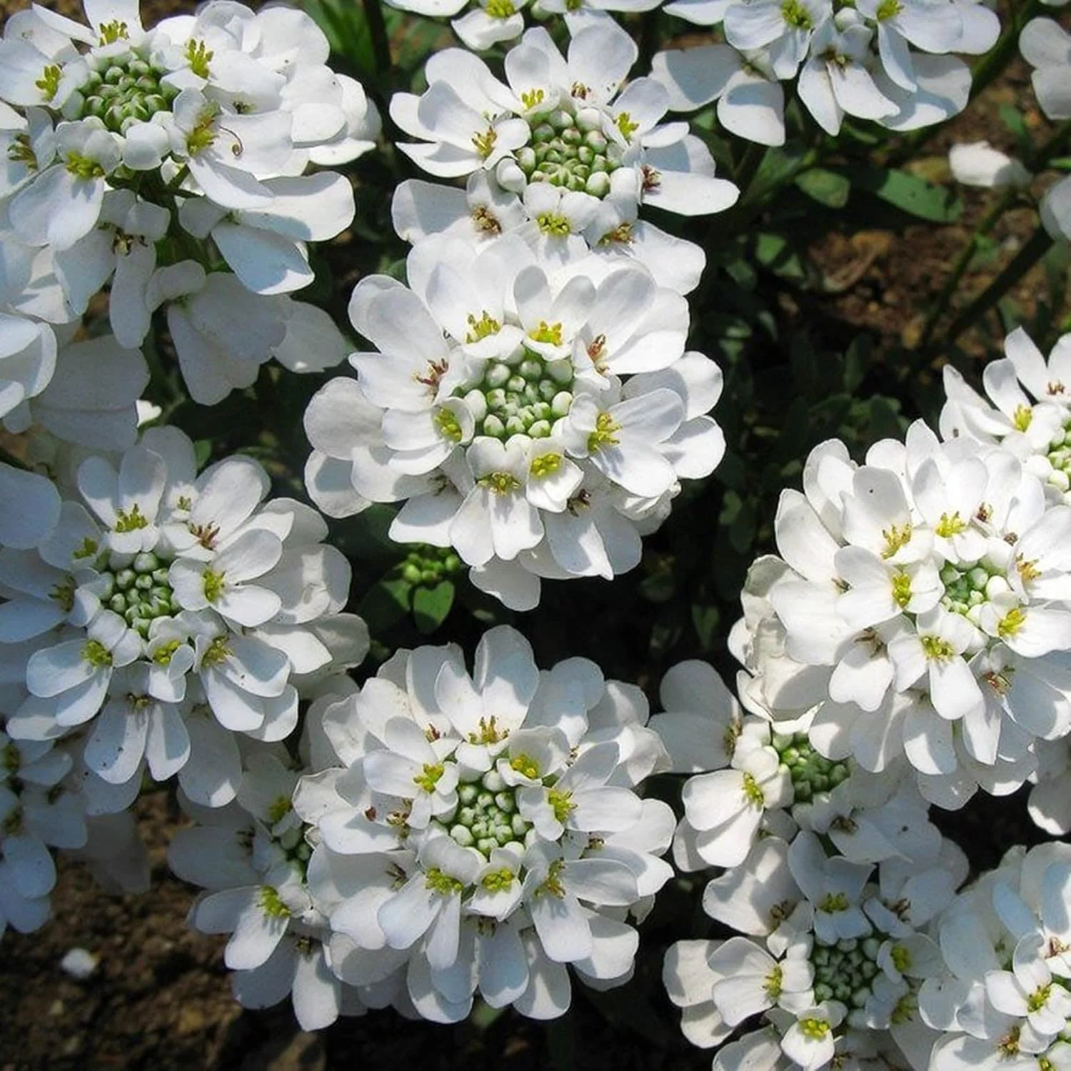 Candytuft Seeds Iberis Sempervirens - Low Growing Evergreen Perennial, Fragrant Ground Cover Border - 20 Pcs - Image 3