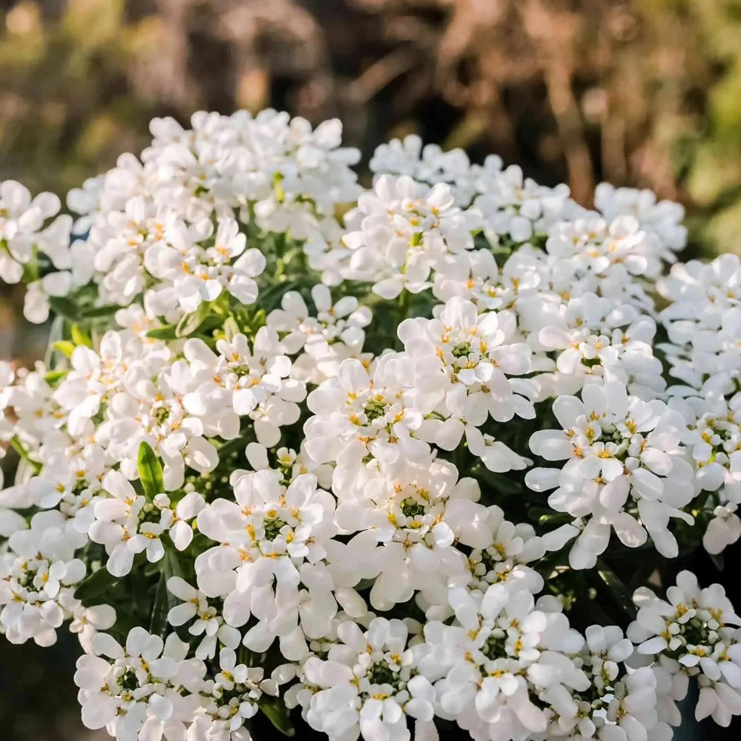 Candytuft Seeds Iberis Sempervirens - Low Growing Evergreen Perennial, Fragrant Ground Cover Border - 20 Pcs - Image 4