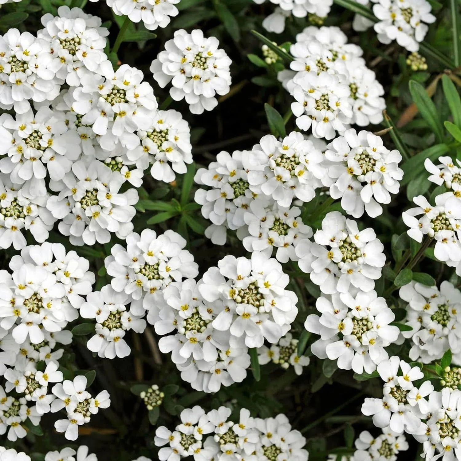 Candytuft Seeds Iberis Sempervirens - Low Growing Evergreen Perennial, Fragrant Ground Cover Border - 20 Pcs - Image 5
