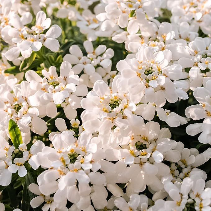 Candytuft Seeds – Iberis Sempervirens, Low-Growing Evergreen Perennial, Fragrant Ground Cover for Borders – 20Pcs Flower Seeds - Image 6