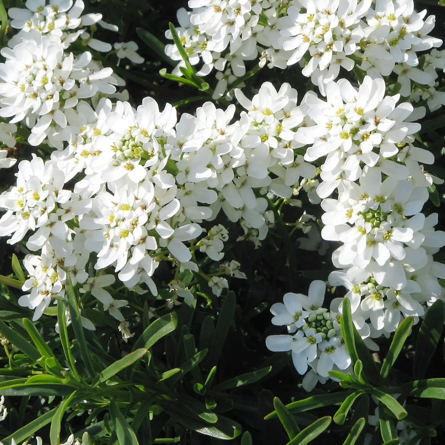 Candytuft Seeds Perennial - Attracts Pollinators, Deer & Rabbit Resistant, Drought Tolerant, Evergreen Ground Cover for Edging, Patio & Outdoor Containers