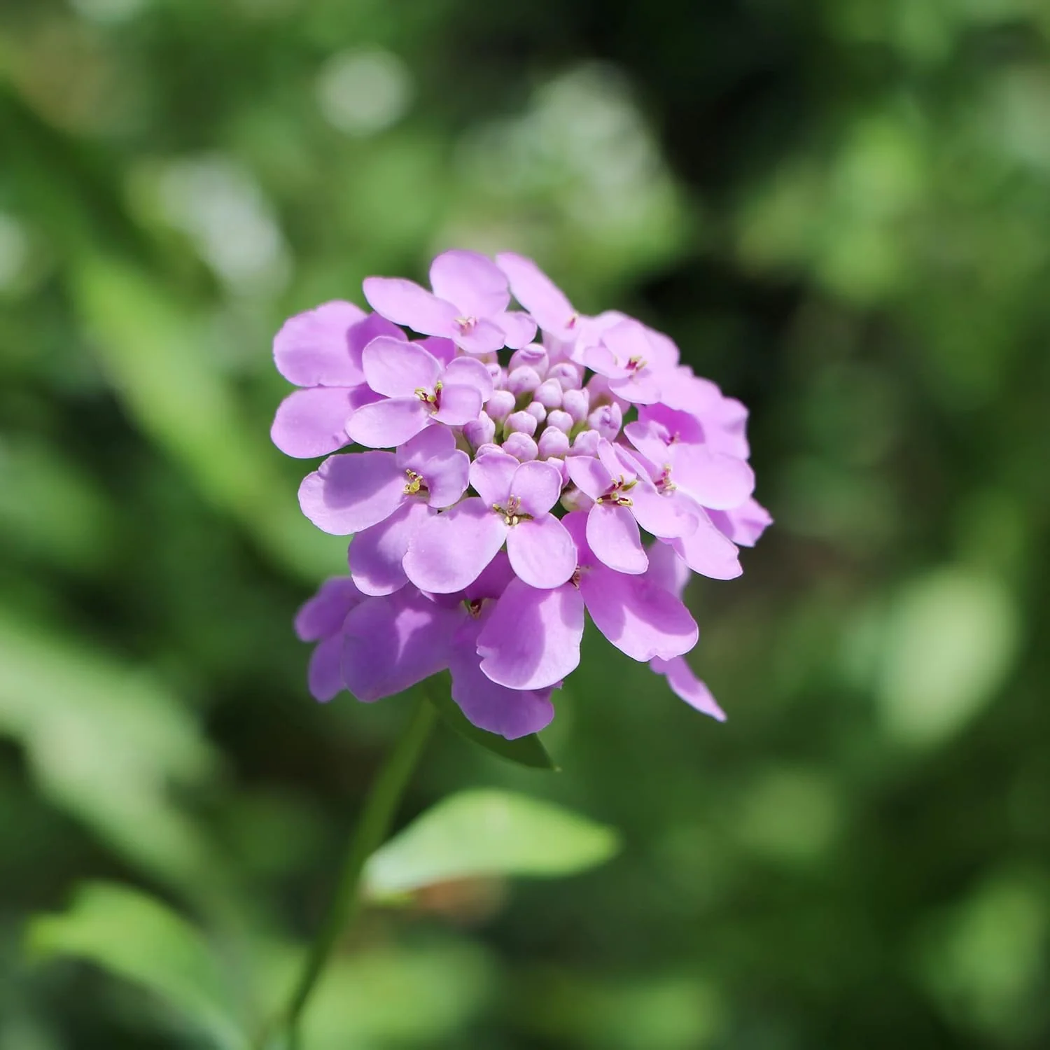 Candytuft Seeds Perennial - Attracts Pollinators, Deer & Rabbit Resistant, Drought Tolerant, Evergreen Ground Cover for Edging, Patio & Outdoor Containers - Image 3