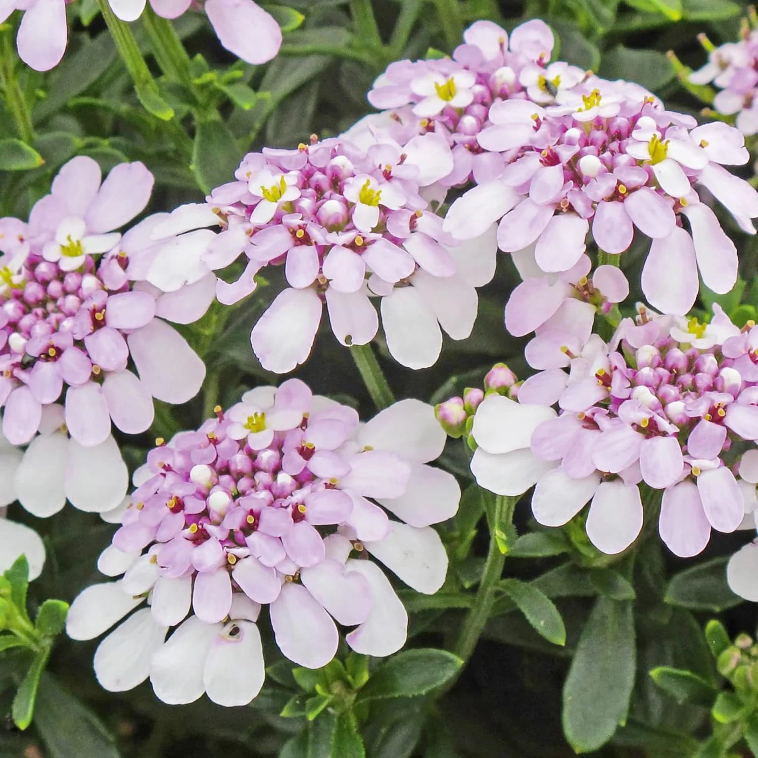 Candytuft Seeds Perennial - Attracts Pollinators, Deer & Rabbit Resistant, Drought Tolerant, Evergreen Ground Cover for Edging, Patio & Outdoor Containers - Image 4