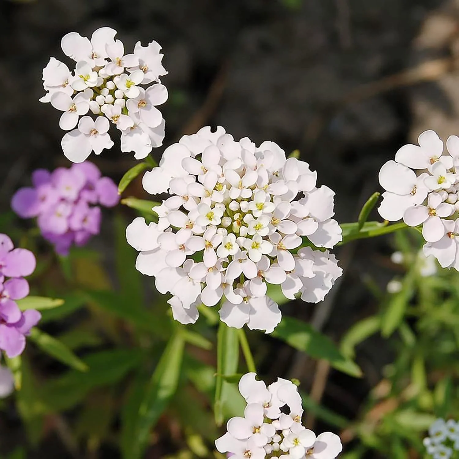 Candytuft Seeds Perennial - Attracts Pollinators, Deer & Rabbit Resistant, Drought Tolerant, Evergreen Ground Cover for Edging, Patio & Outdoor Containers - Image 5