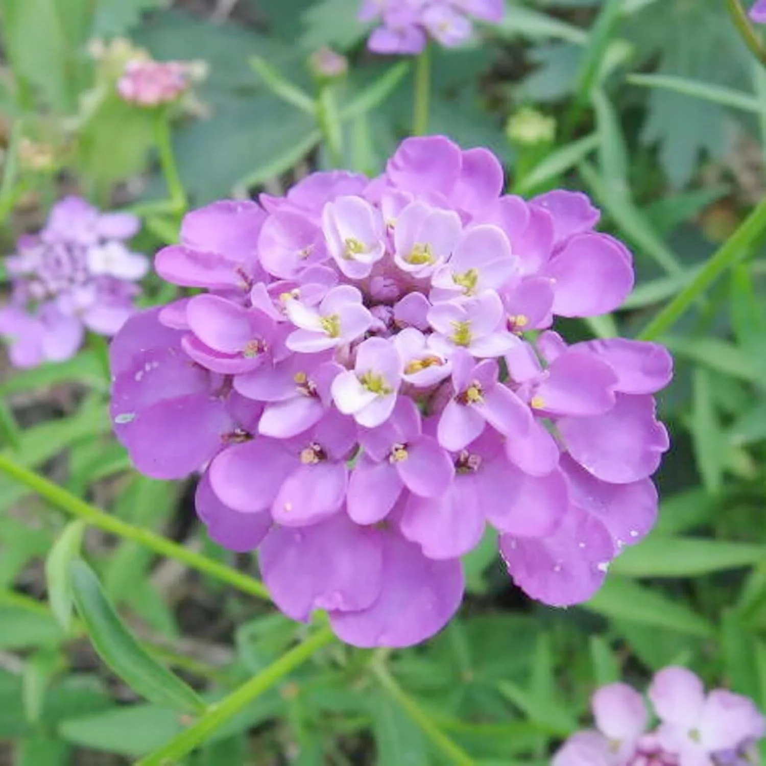 Candytuft Seeds Perennial - Attracts Pollinators, Deer & Rabbit Resistant, Drought Tolerant, Evergreen Ground Cover for Edging, Patio & Outdoor Containers - Image 6