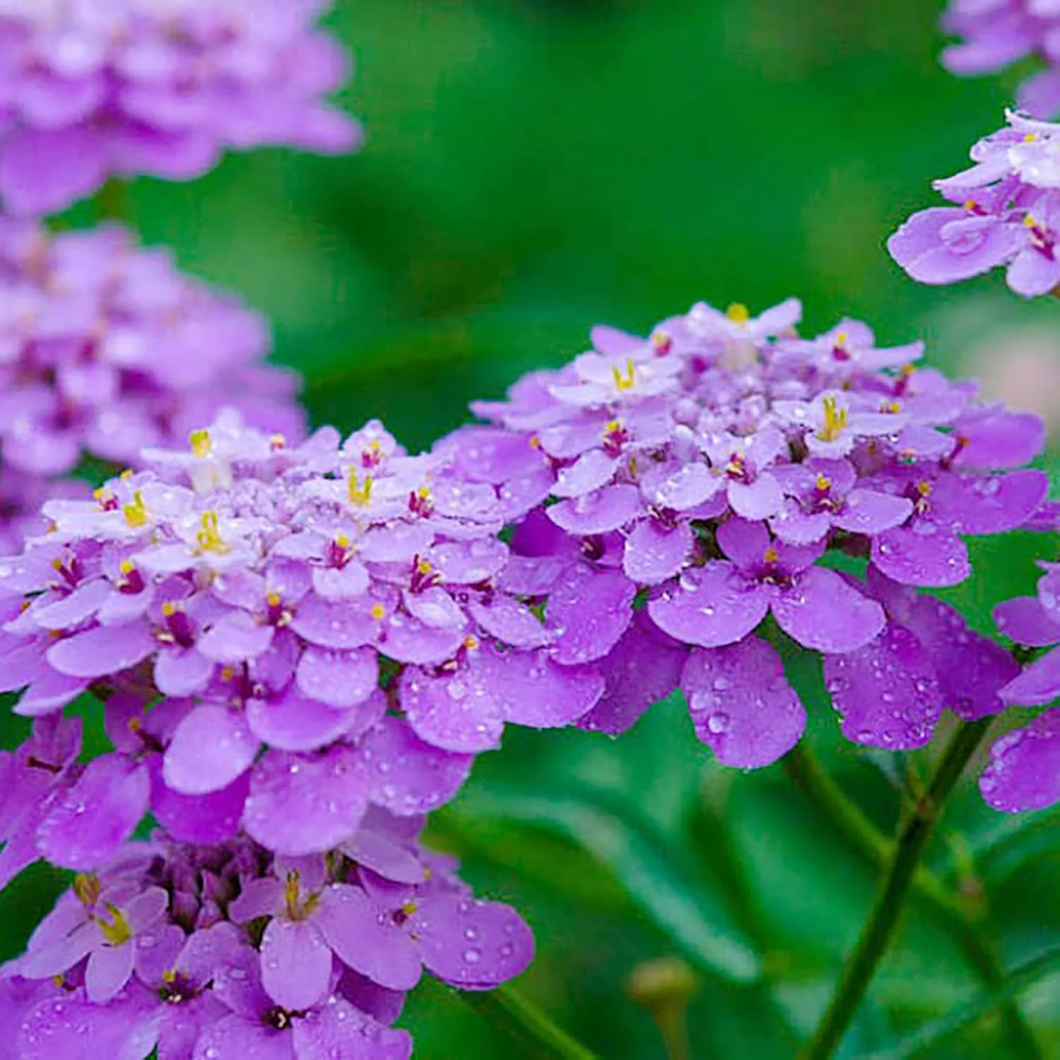 Candytuft Seeds Perennial - Attracts Pollinators, Deer & Rabbit Resistant, Drought Tolerant, Evergreen Ground Cover for Edging, Patio & Outdoor Containers - Image 7