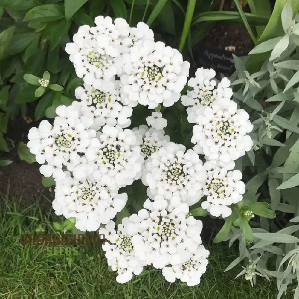 Candytuft White Flower Seeds, Easy to Grow, Perennial Blooms, Ideal for Borders and Gardens