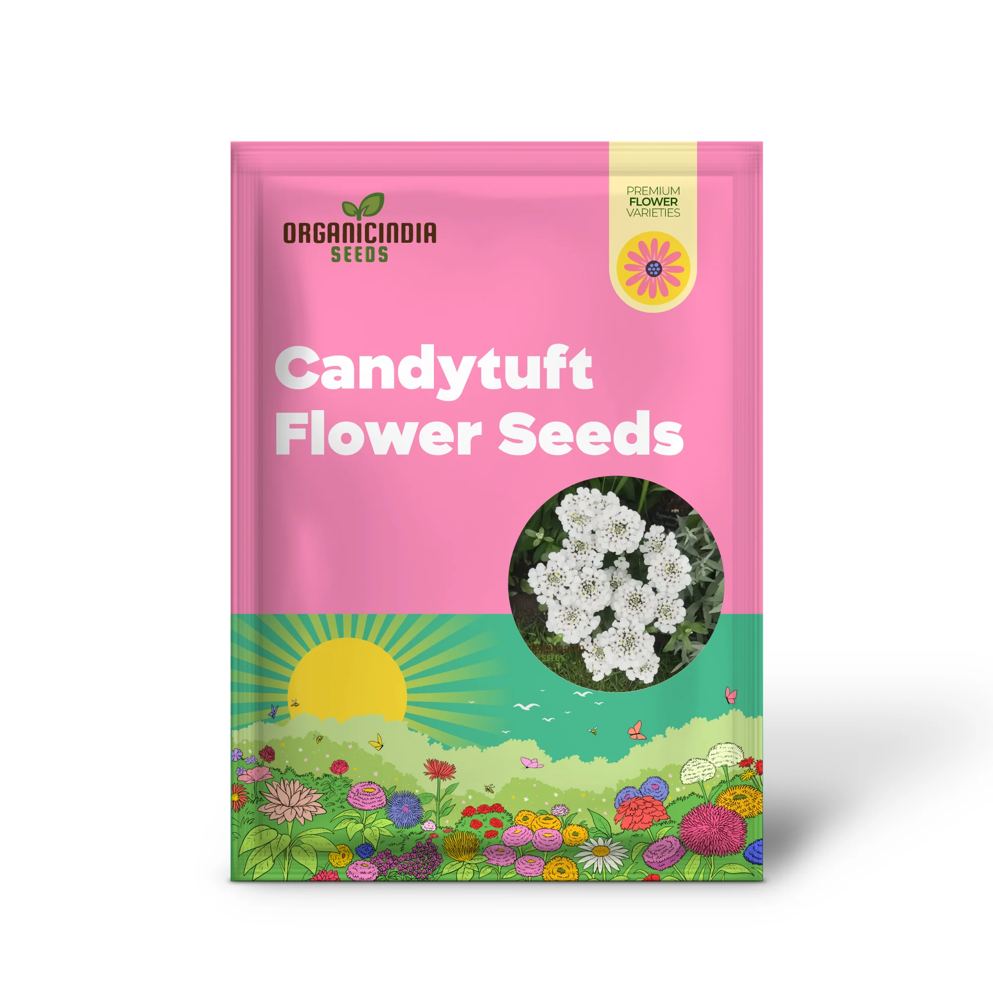 Candytuft White Flower Seeds, Easy to Grow, Perennial Blooms, Ideal for Borders and Gardens - Image 2