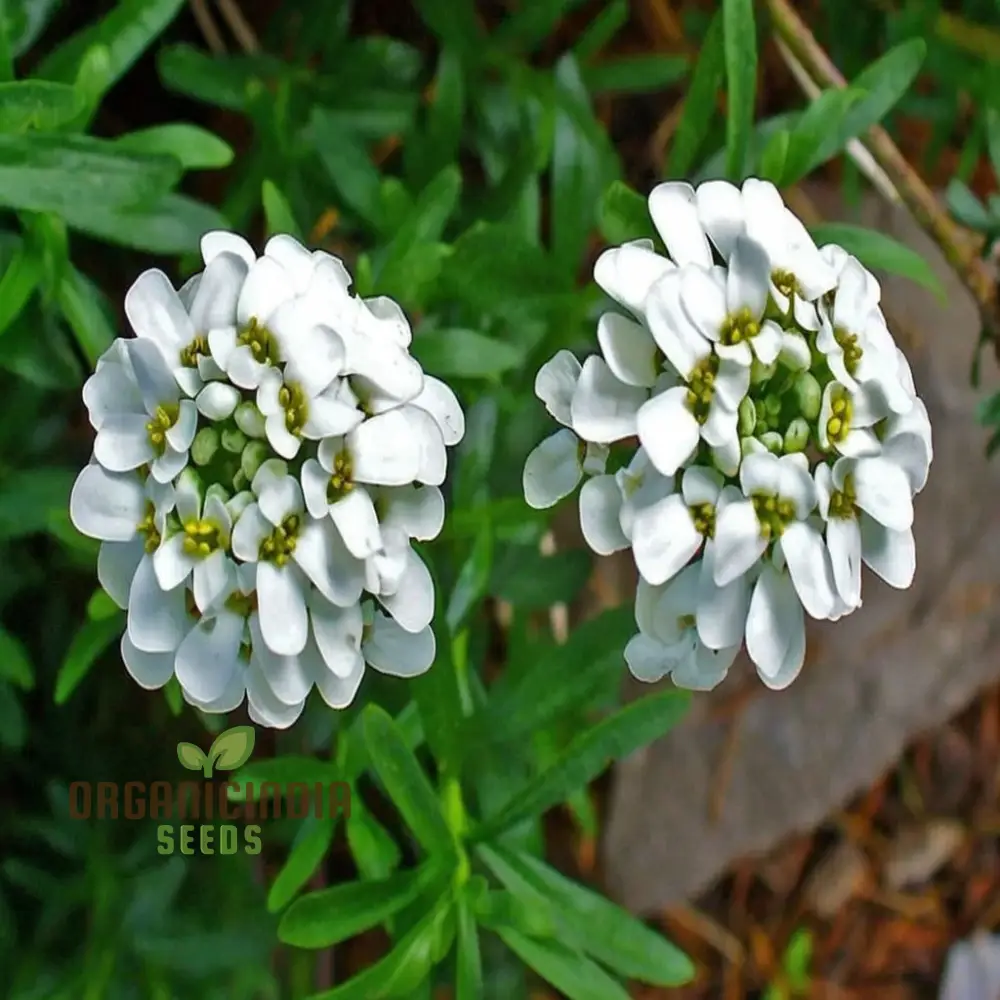 Candytuft White Flower Seeds, Easy to Grow, Perennial Blooms, Ideal for Borders and Gardens - Image 3