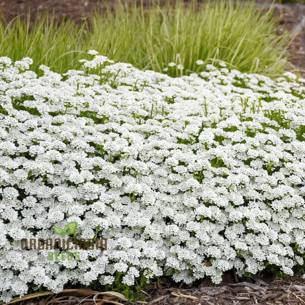 Candytuft White Flower Seeds, Easy to Grow, Perennial Blooms, Ideal for Borders and Gardens - Image 4