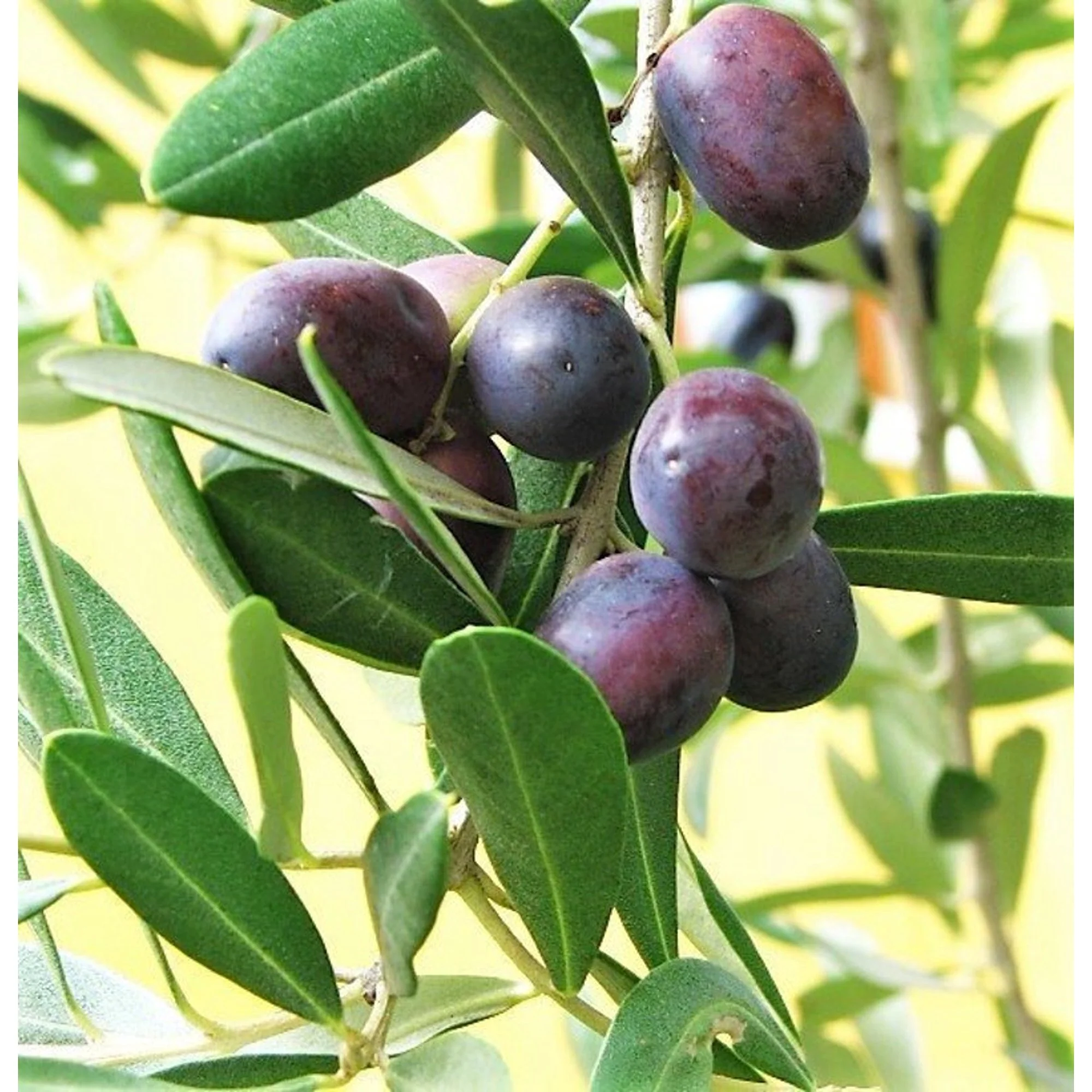 Canino Olive Tree Seeds