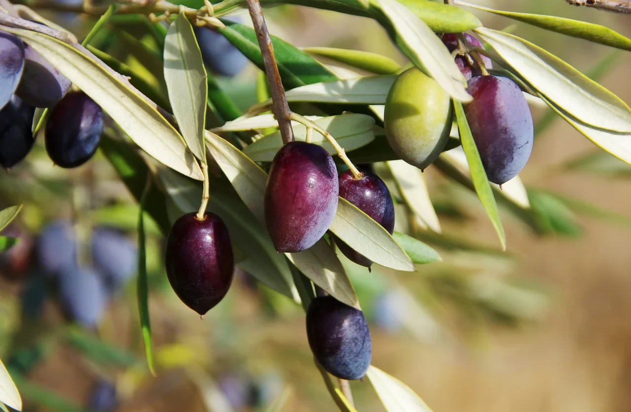 Canino Olive Tree Seeds - Image 3