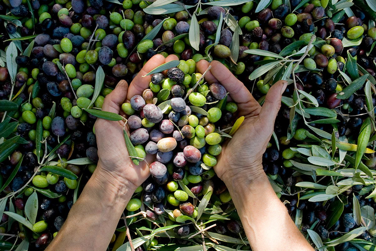 Canino Olive Tree Seeds - Image 4