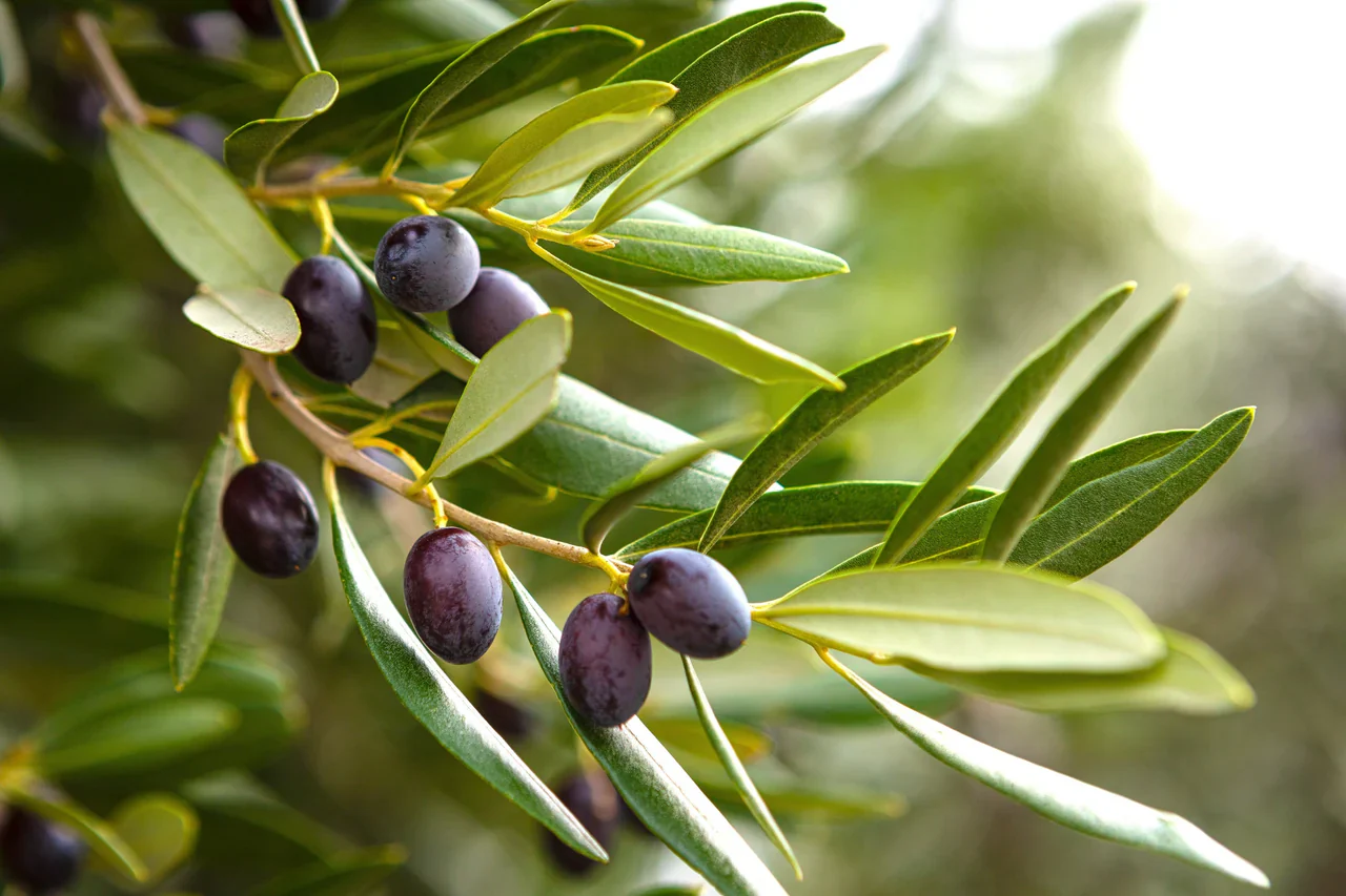 Canino Olive Tree Seeds - Image 5