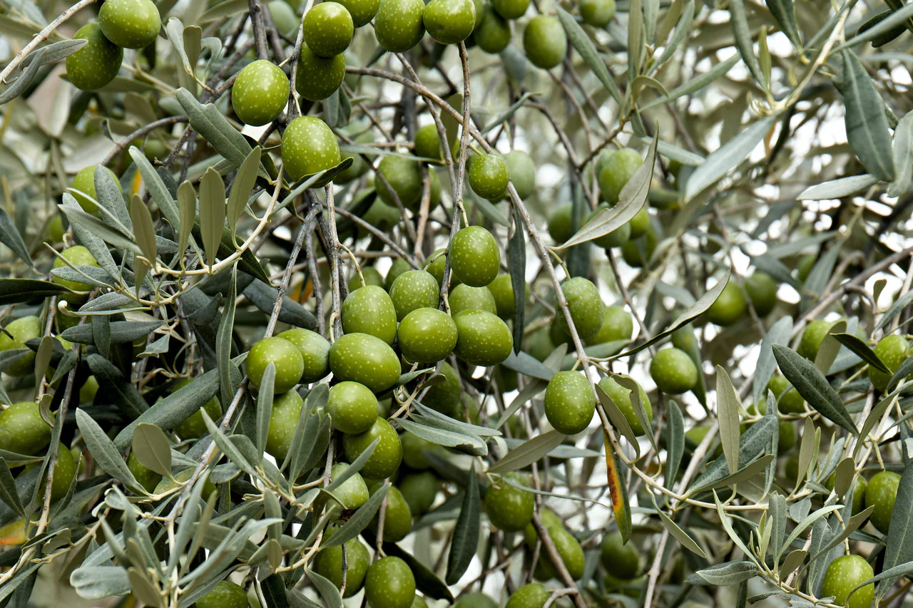 Canino Olive Tree Seeds - Image 6