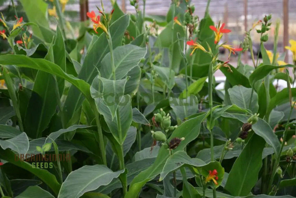 Canna Brasiliensis Seeds For Planting Exquisite Gardening Delights for Your Botanical Sanctuary - Image 4