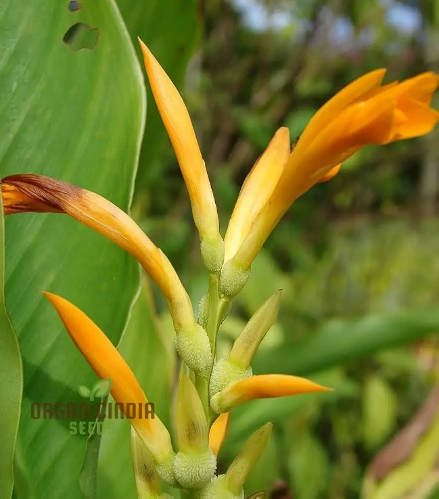 Canna Jaegeriana Seeds – Exotic Tropical Bloom Variety for Vibrant Garden Planting - Image 3
