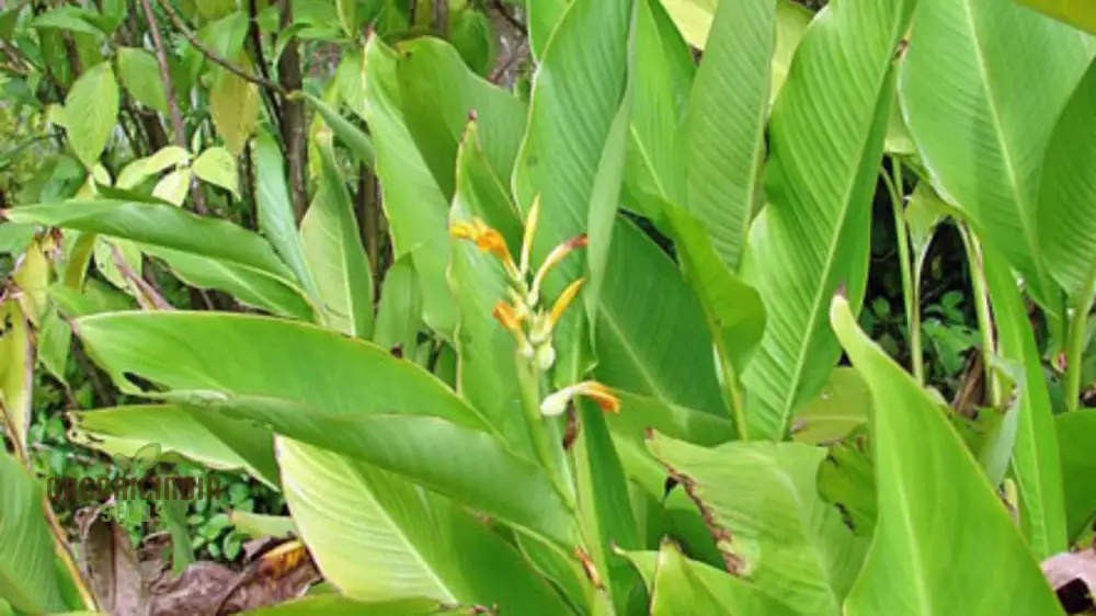 Canna Jaegeriana Seeds – Exotic Tropical Bloom Variety for Vibrant Garden Planting - Image 4