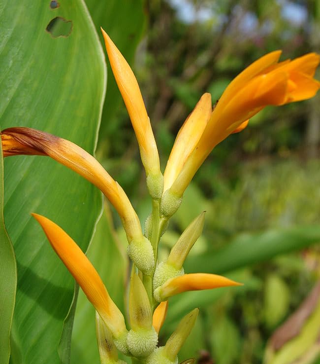 Canna Jaegeriana Seeds – Exotic Tropical Bloom Variety for Vibrant Garden Planting - Image 5