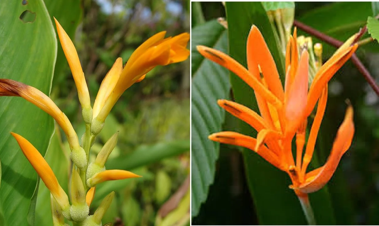 Canna Jaegeriana Seeds – Exotic Tropical Bloom Variety for Vibrant Garden Planting - Image 6