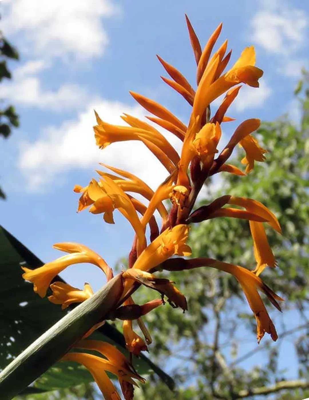 Canna Jaegeriana Seeds – Exotic Tropical Bloom Variety for Vibrant Garden Planting - Image 7