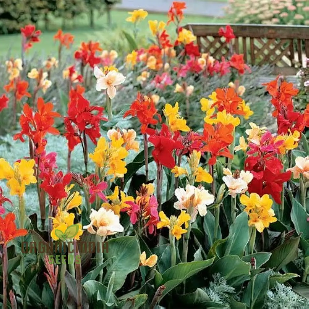 Canna Lily Mix Color Flower Seeds, Vibrant Multicolor Canna Lilies for Stunning Garden, Hardy Perennial Flower Seeds
