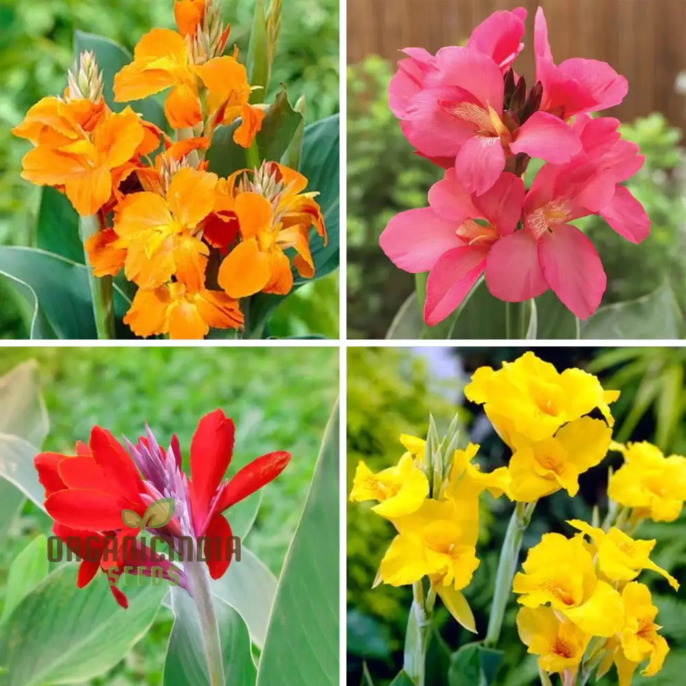 Canna Lily Mix Color Flower Seeds, Vibrant Multicolor Canna Lilies for Stunning Garden, Hardy Perennial Flower Seeds - Image 3