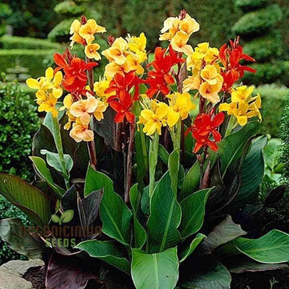 Canna Lily Mix Color Flower Seeds, Vibrant Multicolor Canna Lilies for Stunning Garden, Hardy Perennial Flower Seeds - Image 4
