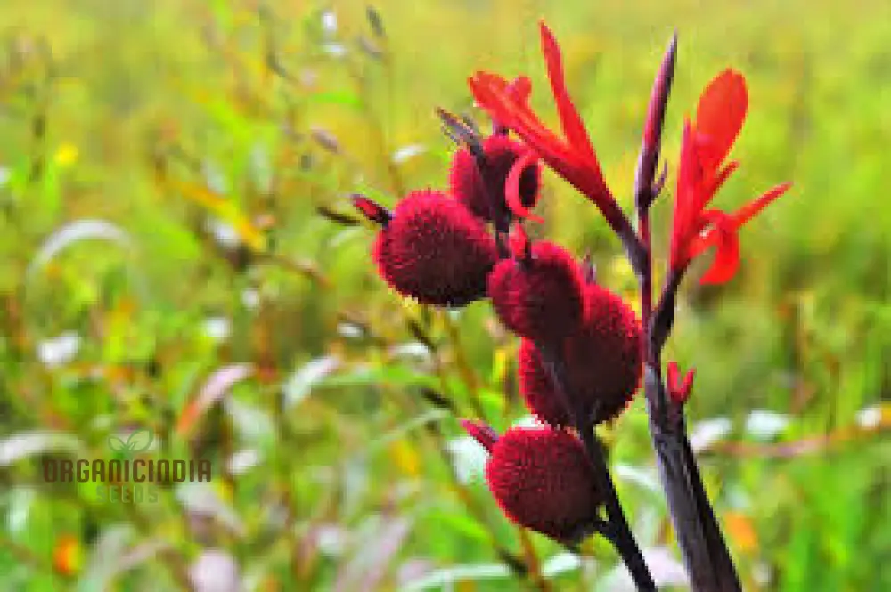 Canna Tuerckheimii Seeds For Planting: A Gardener's Dream for Vibrant Blooms and Lush Foliage
