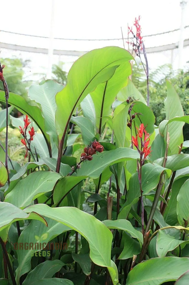 Canna Tuerckheimii Seeds For Planting: A Gardener's Dream for Vibrant Blooms and Lush Foliage - Image 3