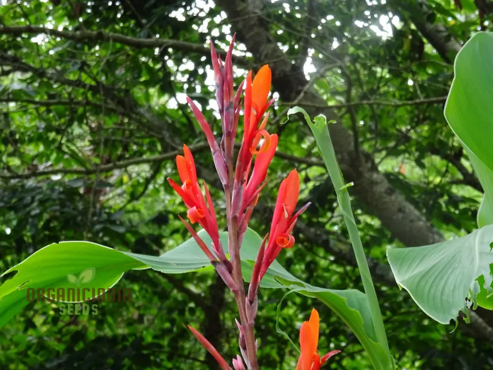 Canna Tuerckheimii Seeds For Planting: A Gardener's Dream for Vibrant Blooms and Lush Foliage - Image 4