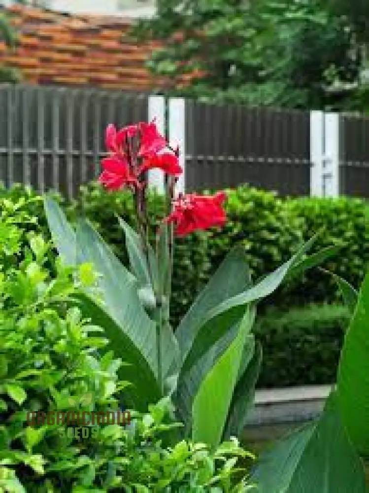 Canna Tuerckheimii Seeds For Planting: A Gardener's Dream for Vibrant Blooms and Lush Foliage - Image 5