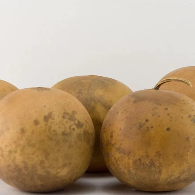 Cannonball Gourd Seeds  Decorative And Edible  Outdoor Trellis