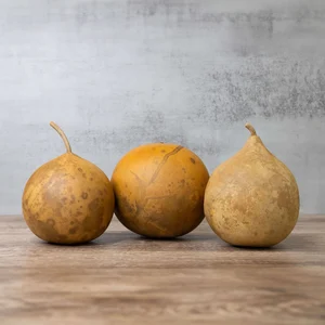 Cannonball Gourd Seeds  Decorative And Edible  Outdoor Trellis - Image 4