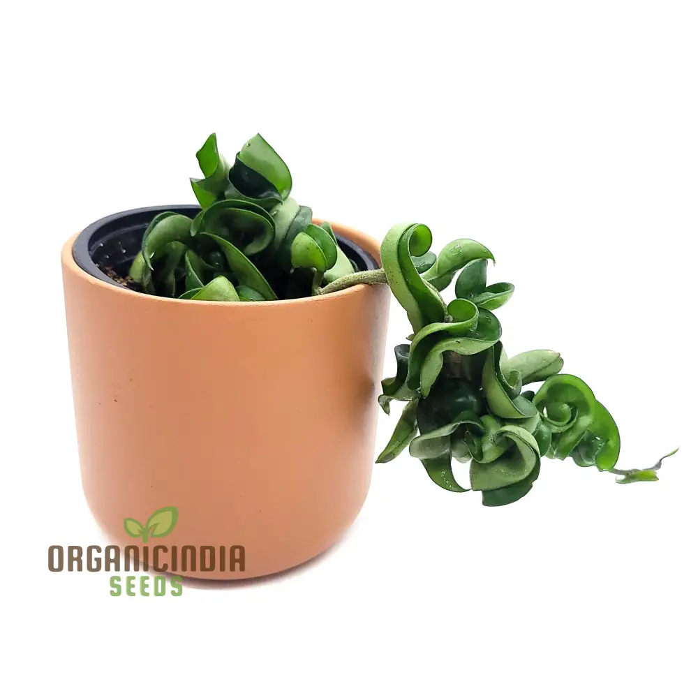 Canoas Compacta Easy-care Plant, Natural air Purifier California Grown (100pcs)