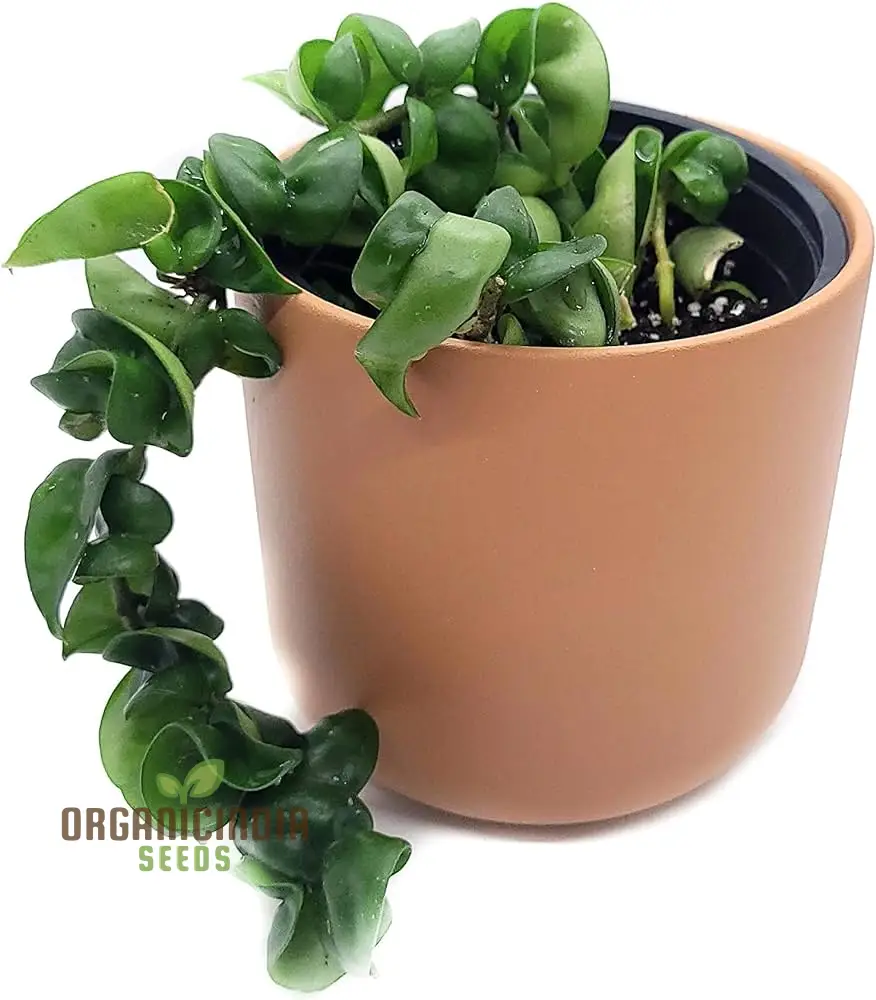 Canoas Compacta Easy-care Plant, Natural air Purifier California Grown (100pcs) - Image 2
