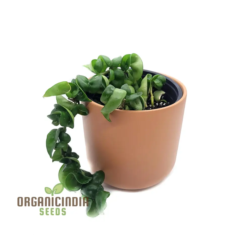 Canoas Compacta Easy-care Plant, Natural air Purifier California Grown (100pcs) - Image 3