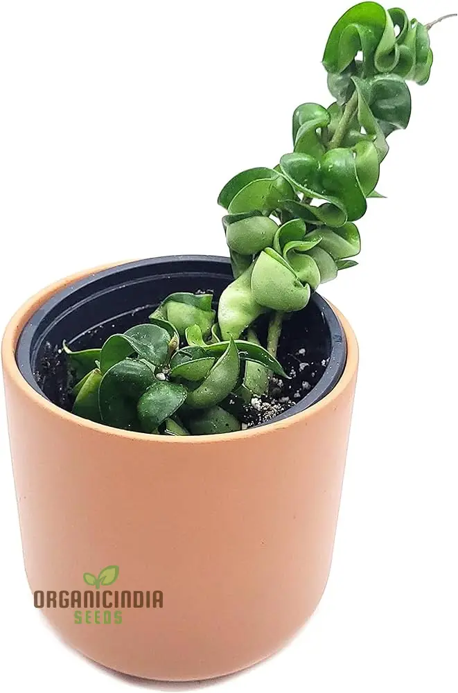 Canoas Compacta Easy-care Plant, Natural air Purifier California Grown (100pcs) - Image 4