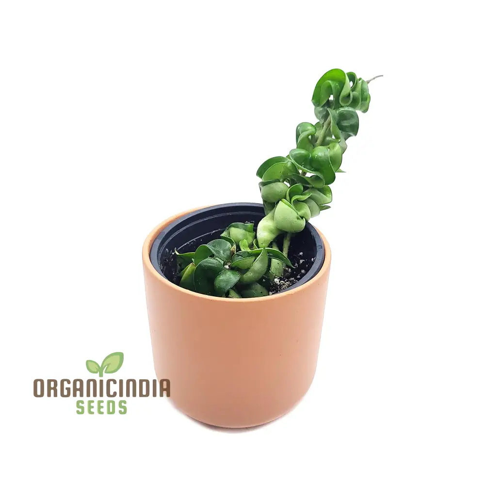 Canoas Compacta Easy-care Plant, Natural air Purifier California Grown (100pcs) - Image 5