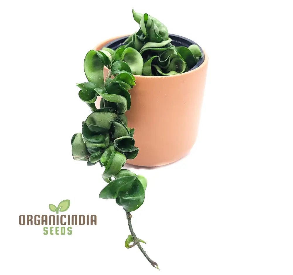 Canoas Compacta Easy-care Plant, Natural air Purifier California Grown (100pcs) - Image 6