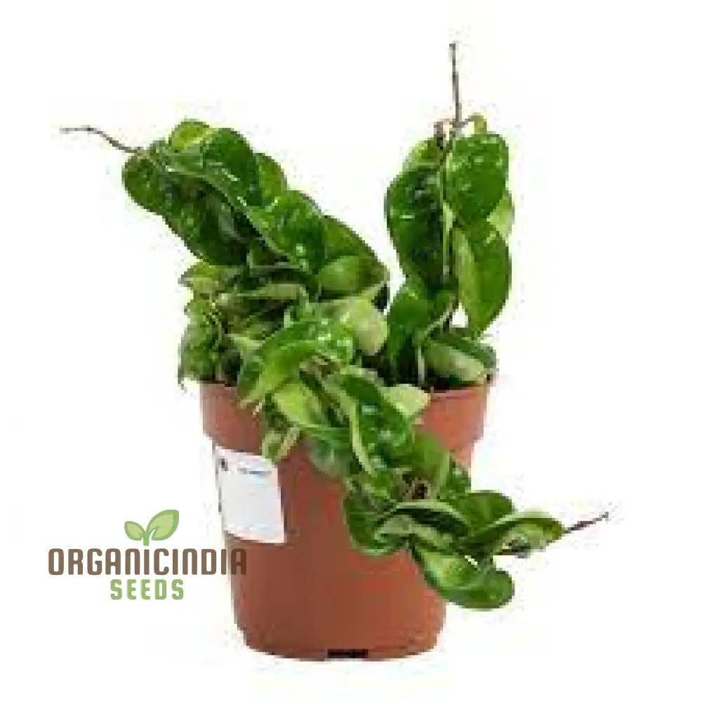 Canoas Compacta Easy-care Plant, Natural air Purifier California Grown (100pcs) - Image 7