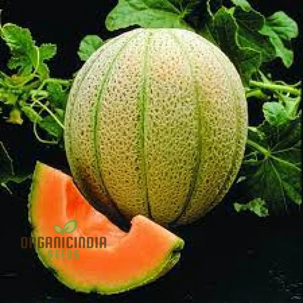 Cantaloupe Melon Seeds for Vibrant Gardening Success