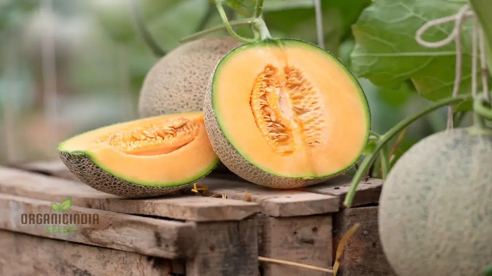 Cantaloupe Melon Seeds for Vibrant Gardening Success - Image 5