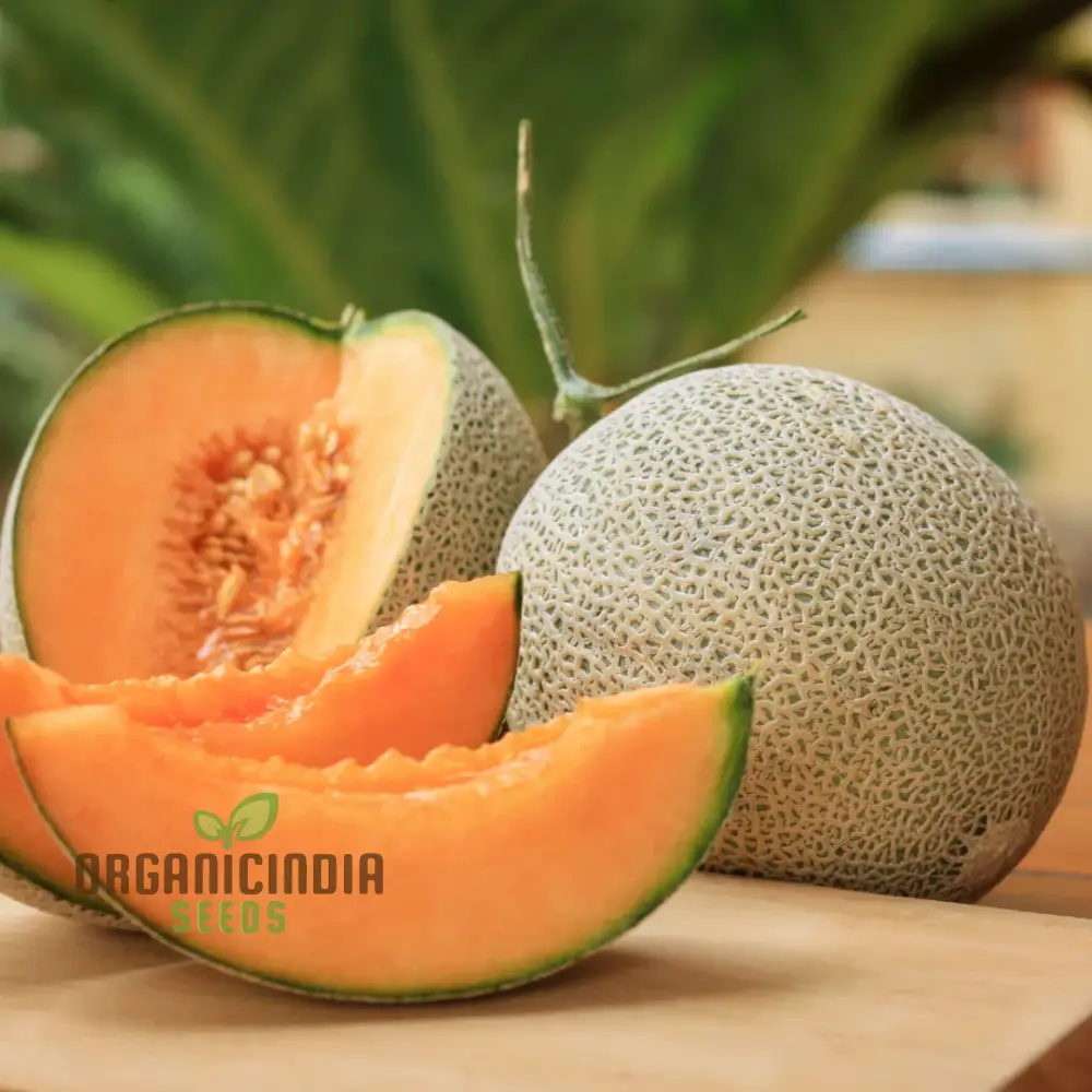 Cantaloupe Melon Seeds for Vibrant Gardening Success - Image 6