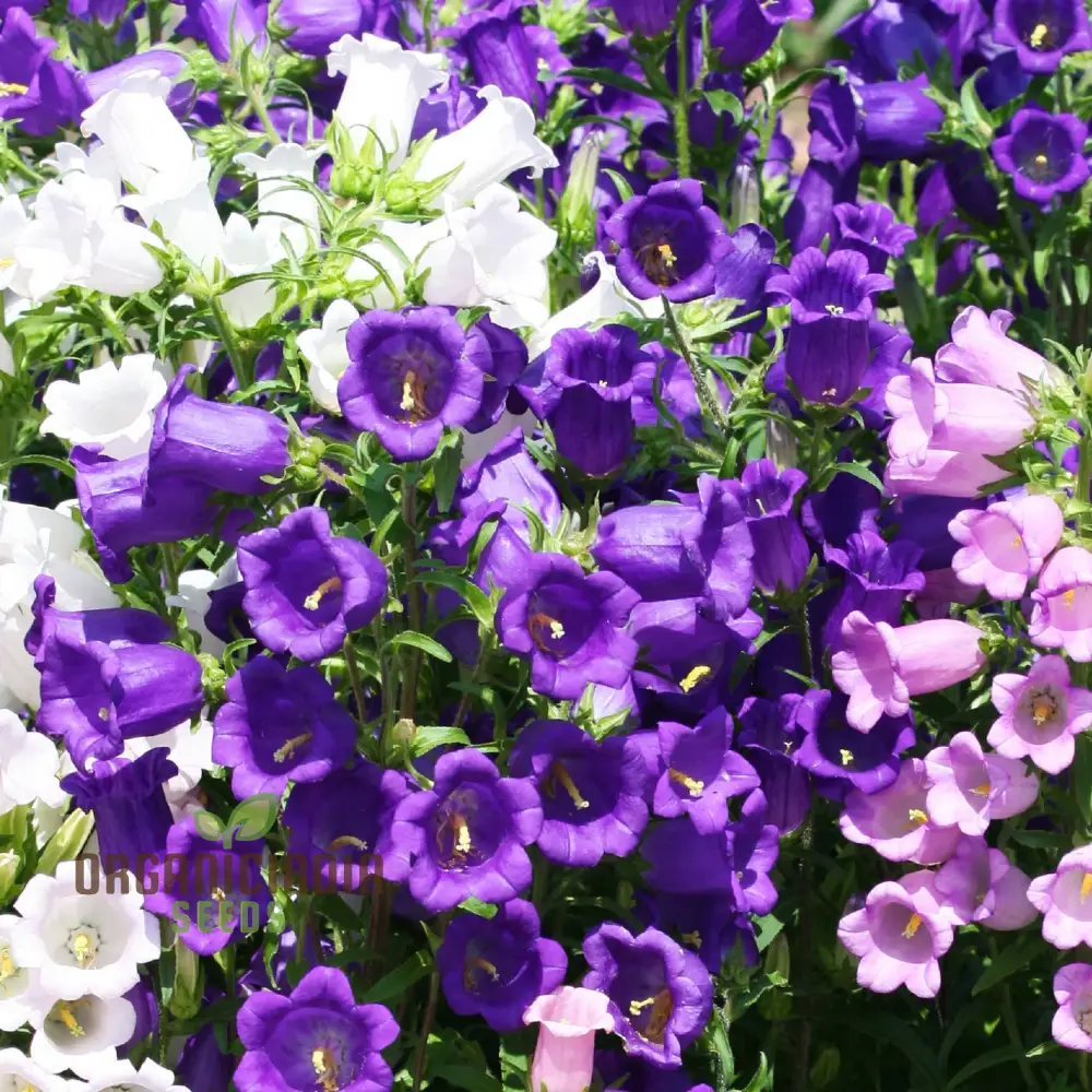 Canterbury Bells Calycanthema Mixed Seeds for Planting, Grow a Stunning Array of Vibrant Bell-Shaped Flowers, Perfect for Garden Beds, Flower Seeds