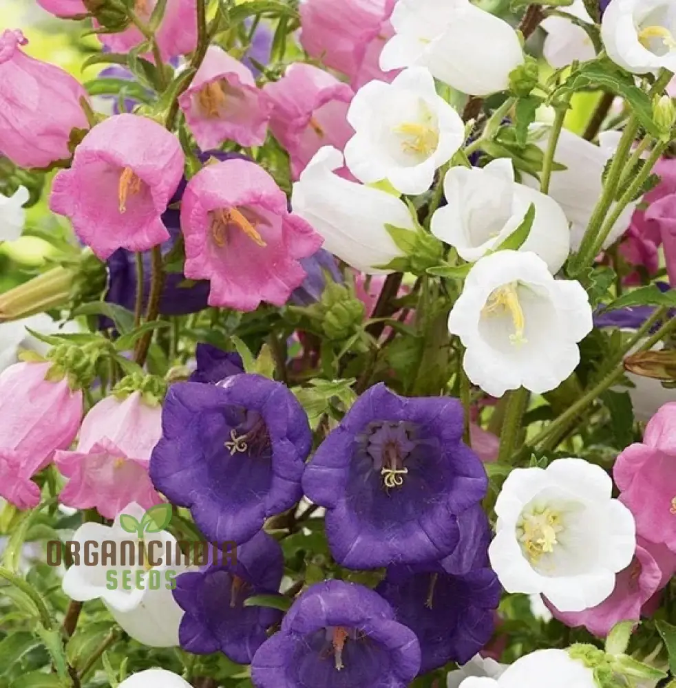 Canterbury Bells Calycanthema Mixed Seeds for Planting, Grow a Stunning Array of Vibrant Bell-Shaped Flowers, Perfect for Garden Beds, Flower Seeds - Image 3